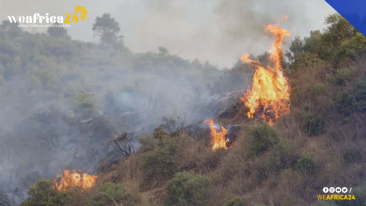 Algeria Forest Fires: Suspects Arrested As Death Toll Rises