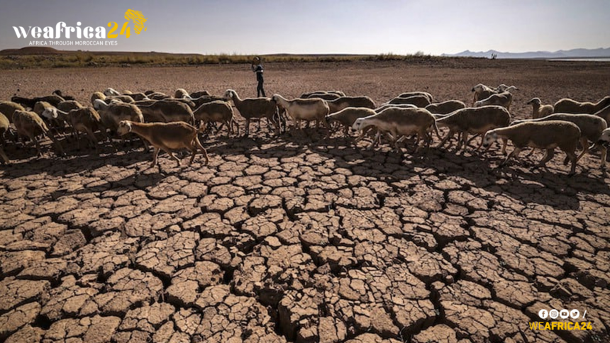 Unprecedented Drought Challenges Morocco: Implications of Rainfall Shortages