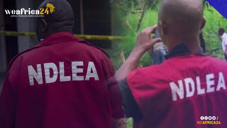 NDLEA Arrests Alleged Drug Supplier to Insurgents